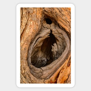 Tree Hollow Sticker